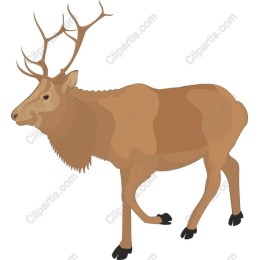 Majestic Deer