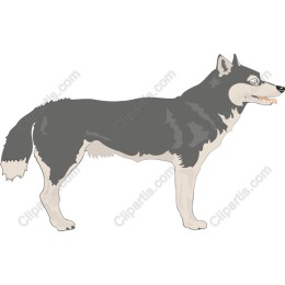 Siberian Husky