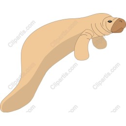 Playful Manatee