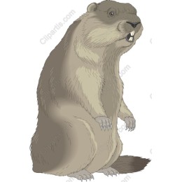 Charming Beaver