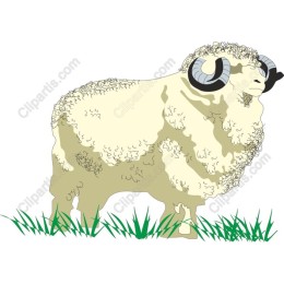 Majestic Sheep