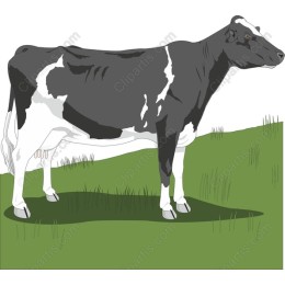 Holstein Cow