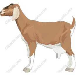 Charming Goat