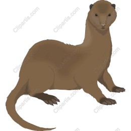 Mongooses