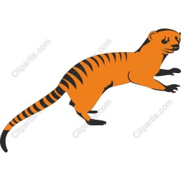 Playful Tiger