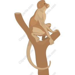 Playful Monkey