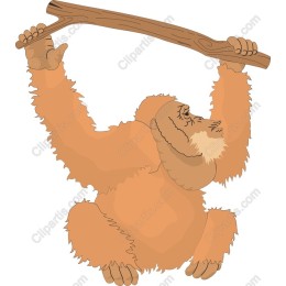 Playful Orangutan