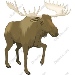 Majestic Moose