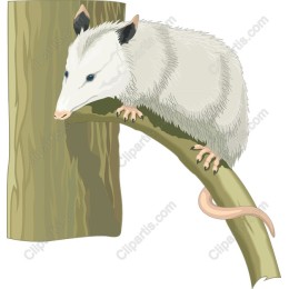 Charming Opossum