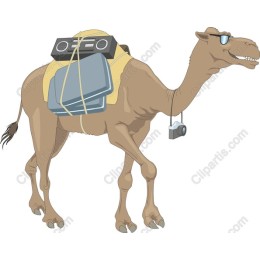 Adventure Camel