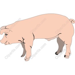 Charming Pig