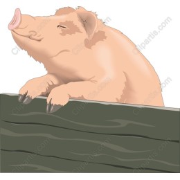 Playful Pig