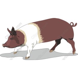 Charming Walking Pig