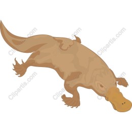 Charming Platypus
