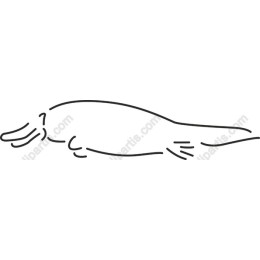Elegant Platypus