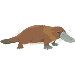 Charming Platypus