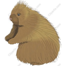 Charming Porcupine