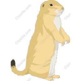 Charming Prairie Dog