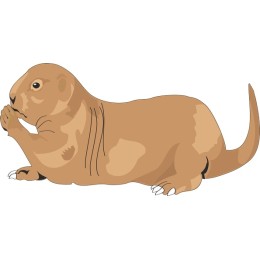 Playful Prairie Dog