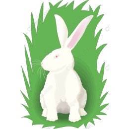 Charming White Rabbit