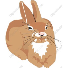 Adorable Rabbit