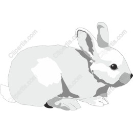 Fluffy White Rabbit