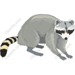 Charming Raccoon