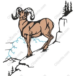 Mountain Goat