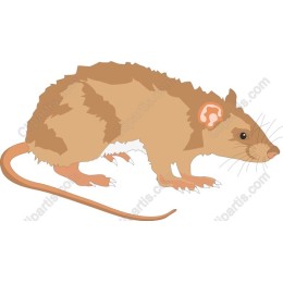 Charming Brown Rat