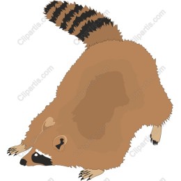 Playful Raccoon