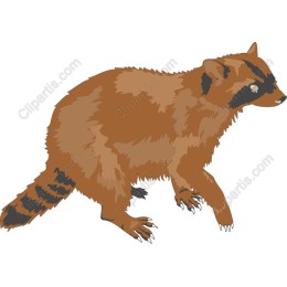 Charming Raccoon