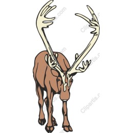 Majestic Deer