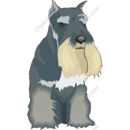 Schnauzer - Dog