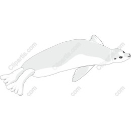 Graceful Seal