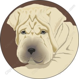 Shar Pei - Adorable Wrinkled Dog