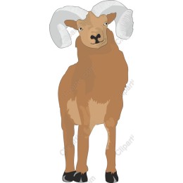Majestic Ram