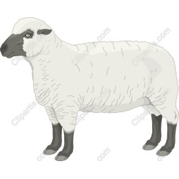 Charming Sheep
