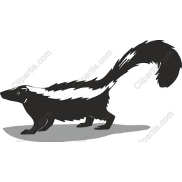 Charming Skunk