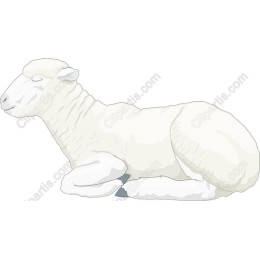 Serene Sheep