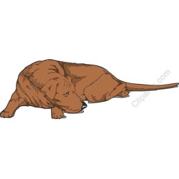 Resting Brown Dog