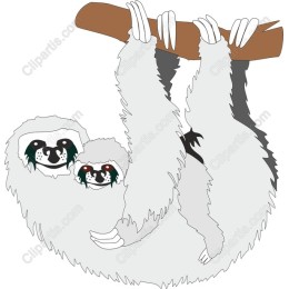 Sloth Duo