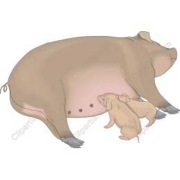 Charming Mother Pig Nursing Piglet
