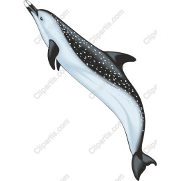 Premium Dolphin