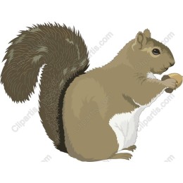 Squirrel Delight
