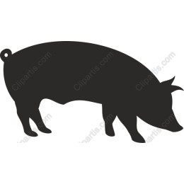 Stylish Pig