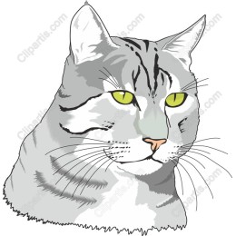 Majestic Gray Tabby Cat