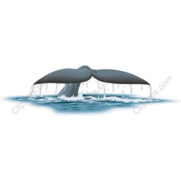 Whale Tail