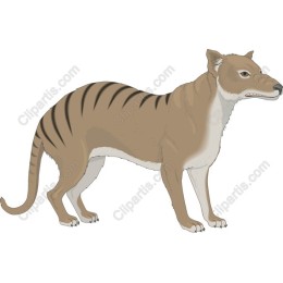 Thylacine - Tasmanian Tiger Art