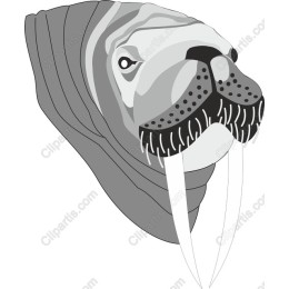 Walrus - Wild Arctic
