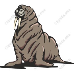 Charming Walrus